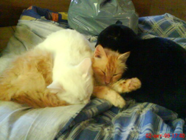 Марина Казбек | Печоры