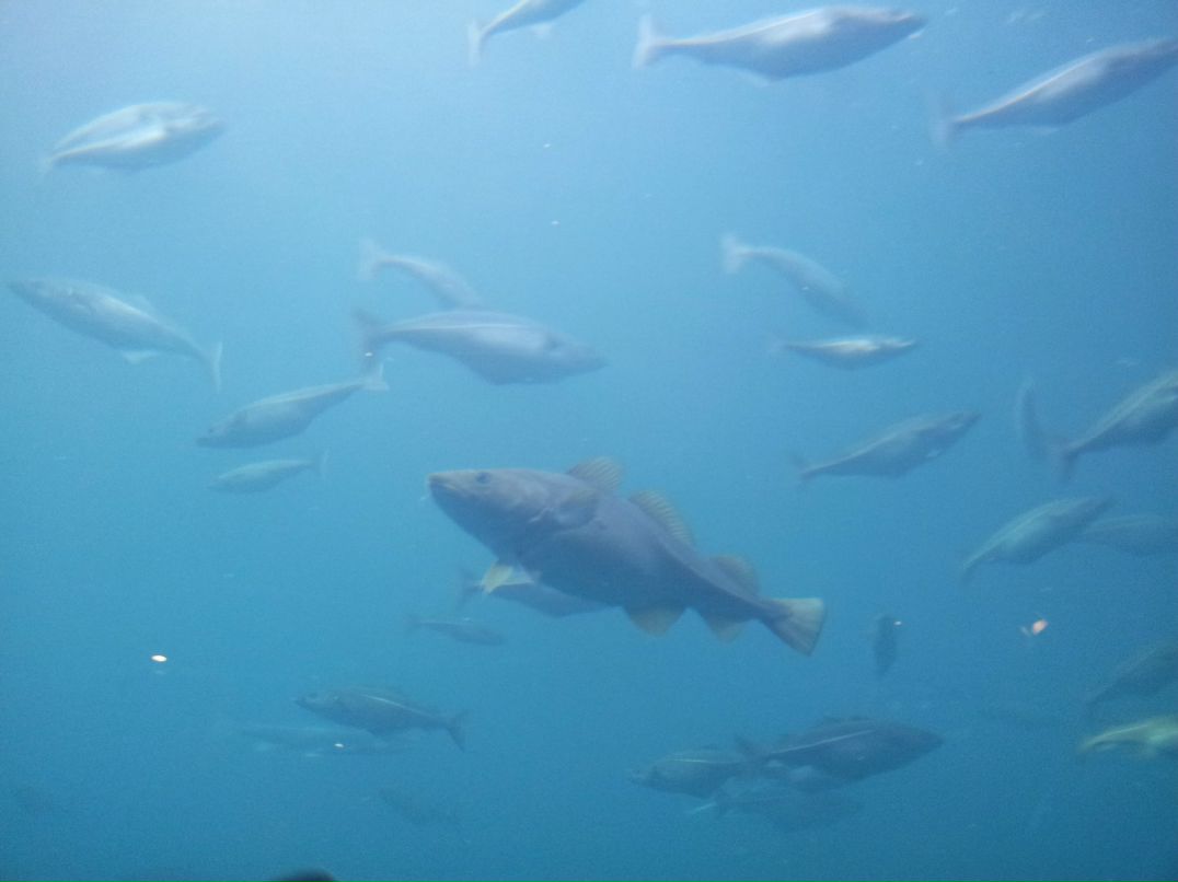 Ирина Дежан | Санкт-Петербург