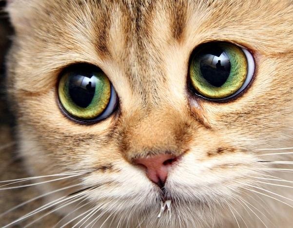 Юлия Герасименко Lilu | Днепр (Днепропетровск)