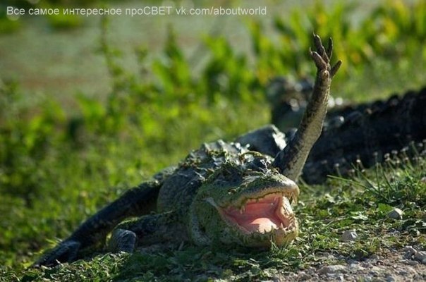 Сменилимя Помногочисленнымпросьбам عظيم | 