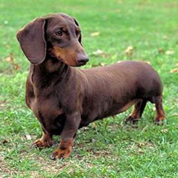 Раиса Некрасова | Москва