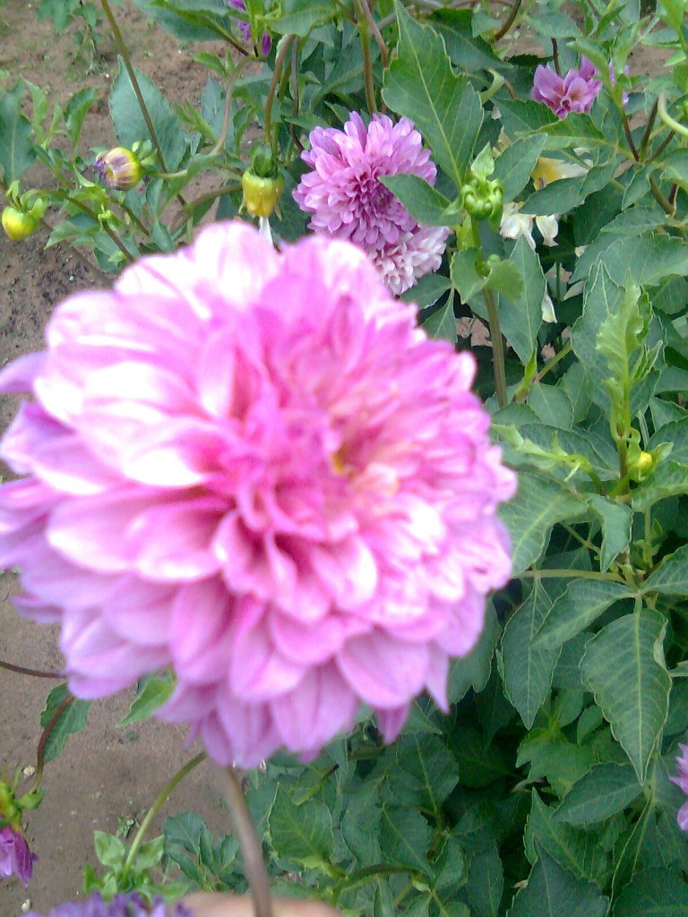 Мальвина Кудрявцева | Ижевск