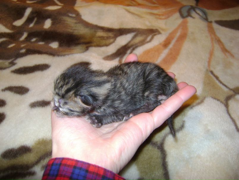 №1, Эх Катя №1, Эх Катя