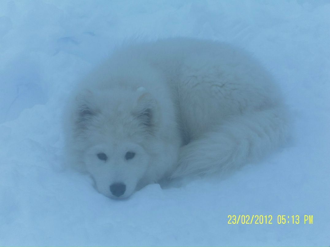 Александр Китаев | Кириши
