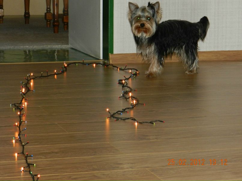 Елена Яковлева | Воронеж