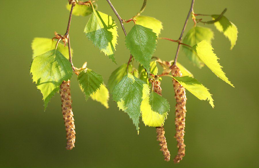 Резеда Забирова | Нижнекамск
