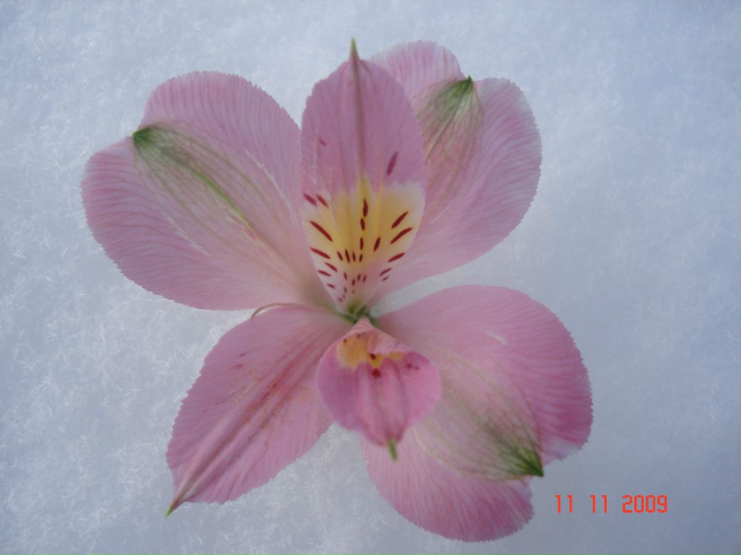 Лелька По | Выборг