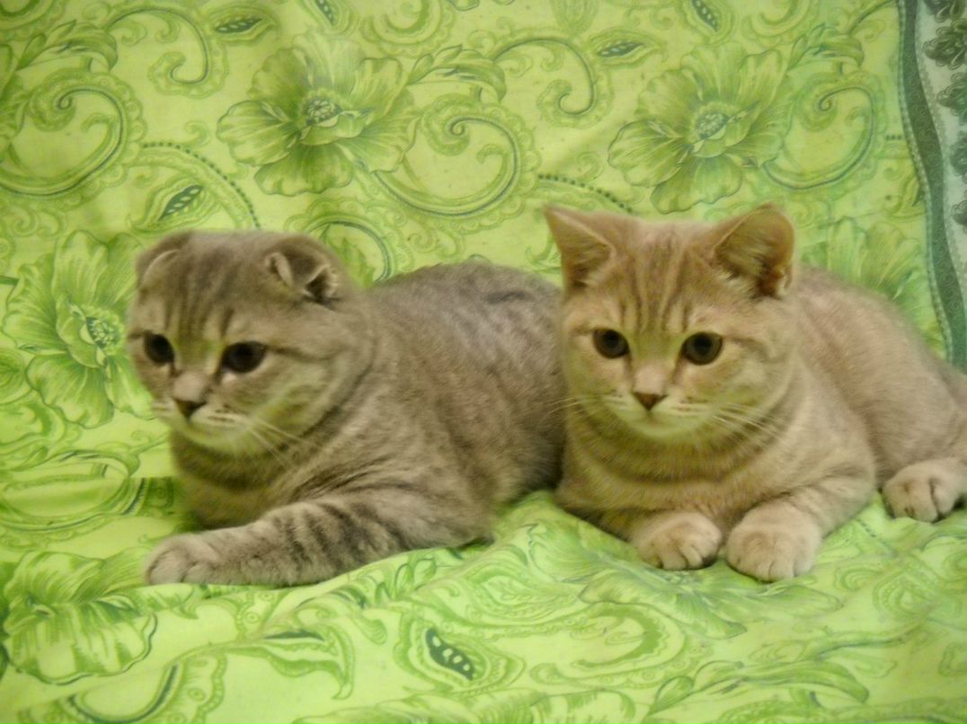 Максим Конякин | Суздаль