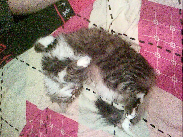 Кот Феликс | Москва