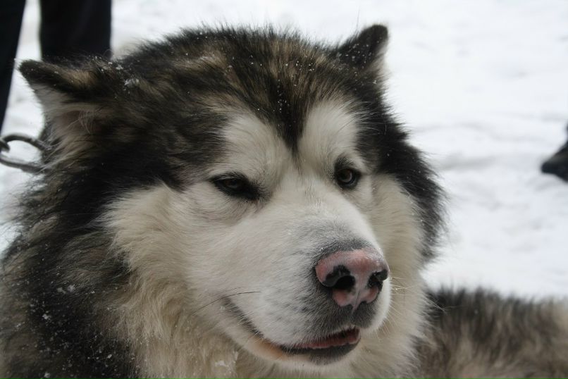 Юлия Артеменко (Владимирова) | Санкт-Петербург