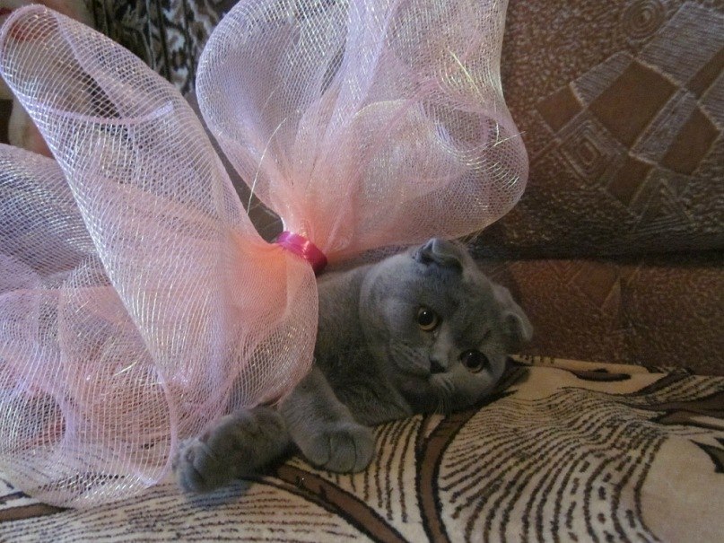 Анна Горденко (Данилова) | Орелька