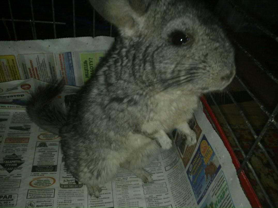 Алёна Пустовойт | 