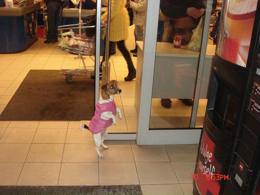 Елена Войцещук | Саки