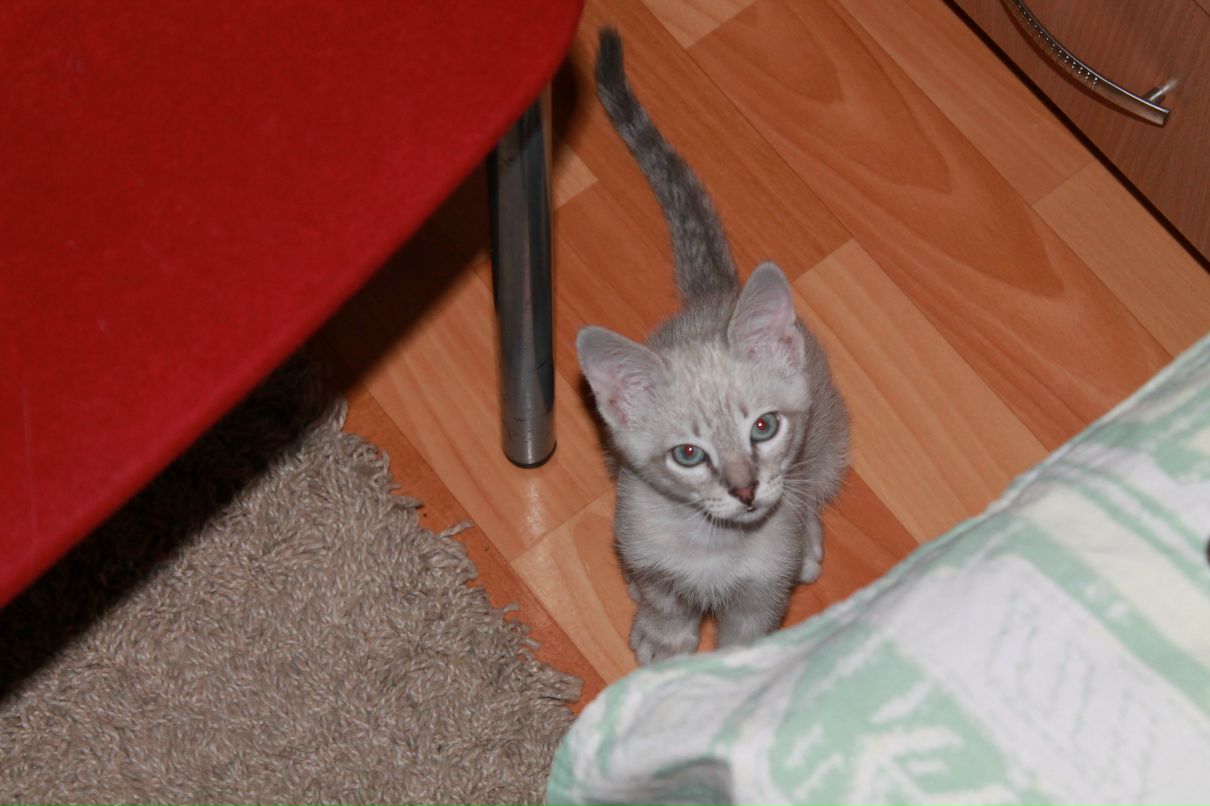 Илья Шориков | Санкт-Петербург