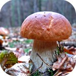 Andrei Viktorovich | Kokopo