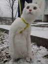 Фотография Семенца Кирилла