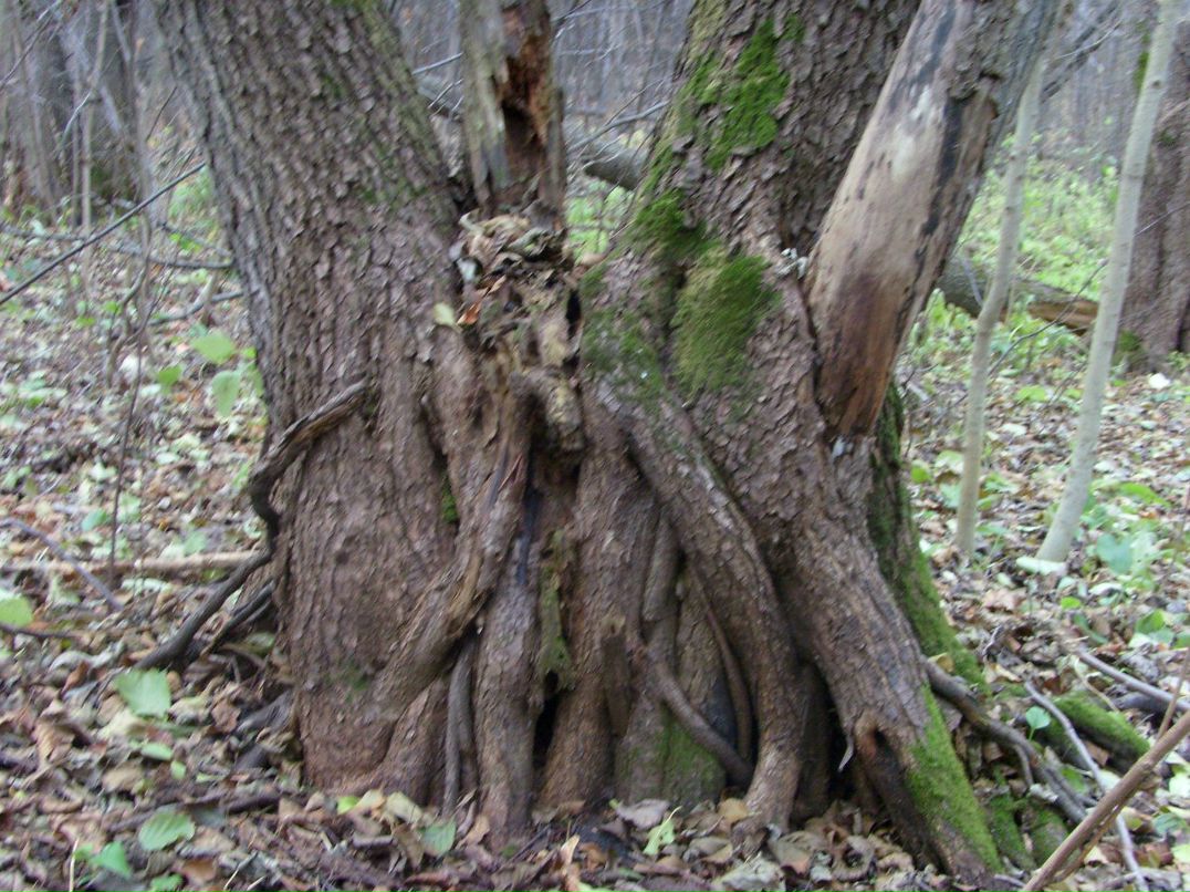 Дмитрий Гаранин | Ростов-на-Дону