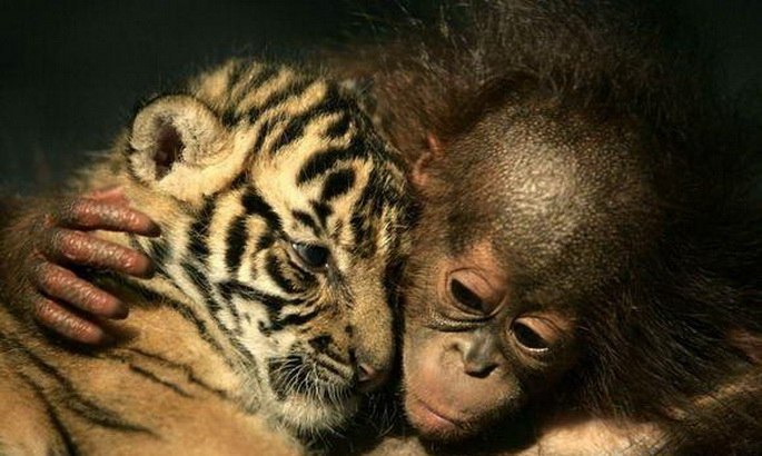 Алёна Фоменко ₪ ø lll .o· | Киев