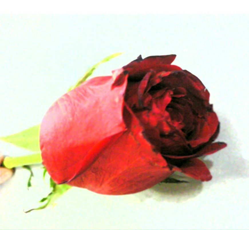 Lena Stepanian | Тбилиси