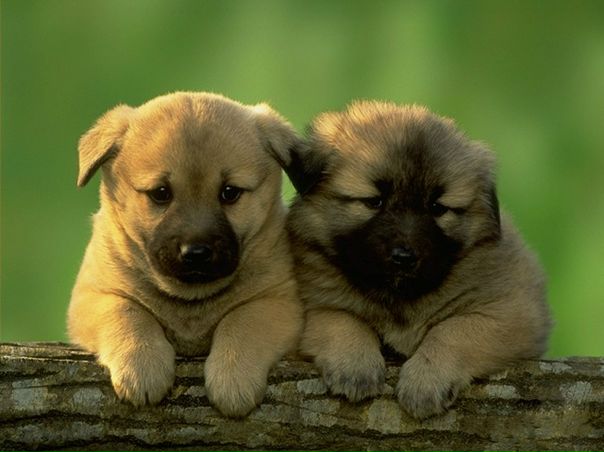 №79, Леся Смирнова, Чернигов №79, Леся Смирнова, Чернигов