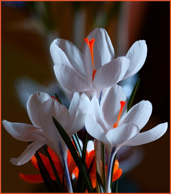 Анна Кипенко | Санкт-Петербург