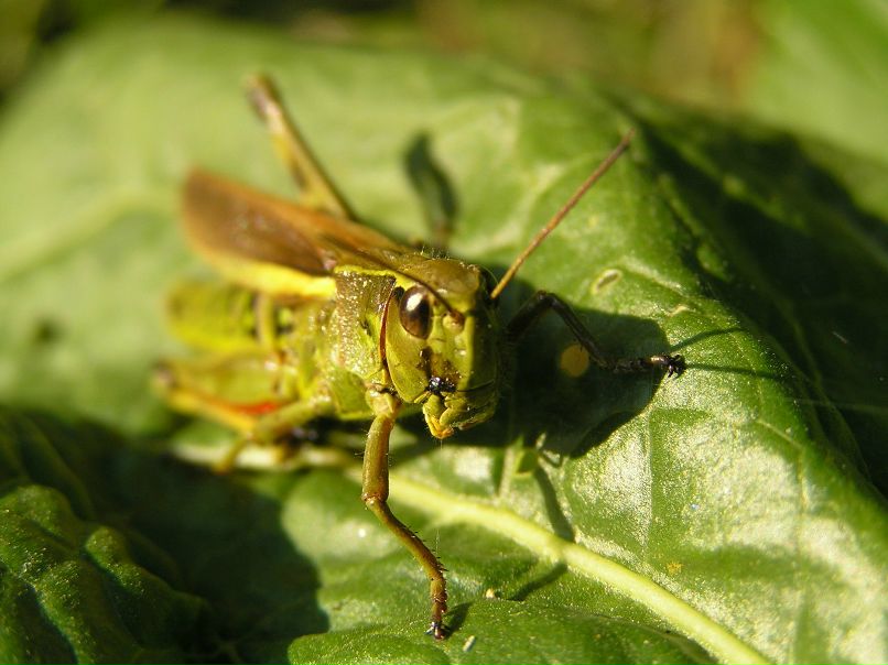 Надежда Желондзь | 