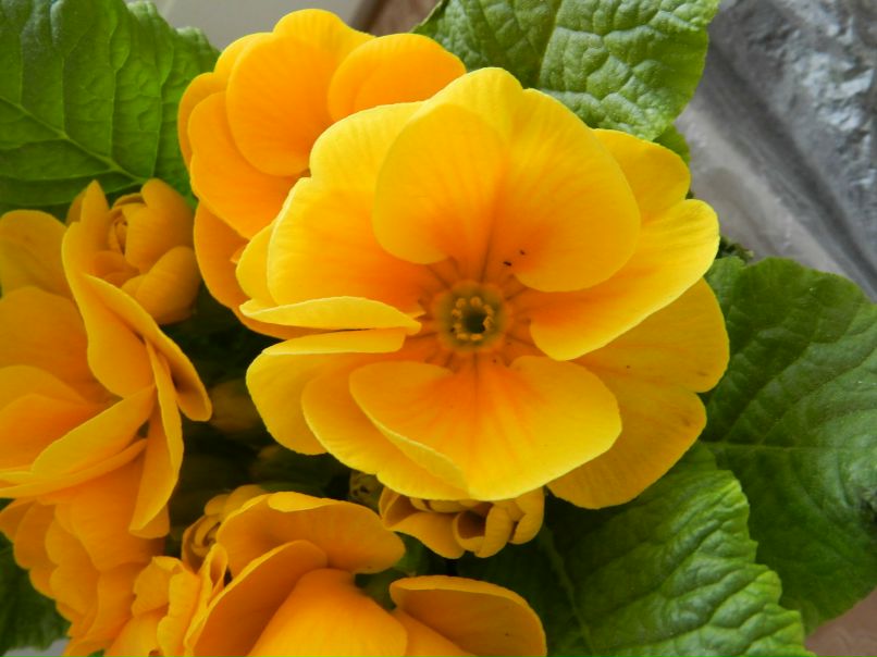 Анна Семёнова | Воронеж