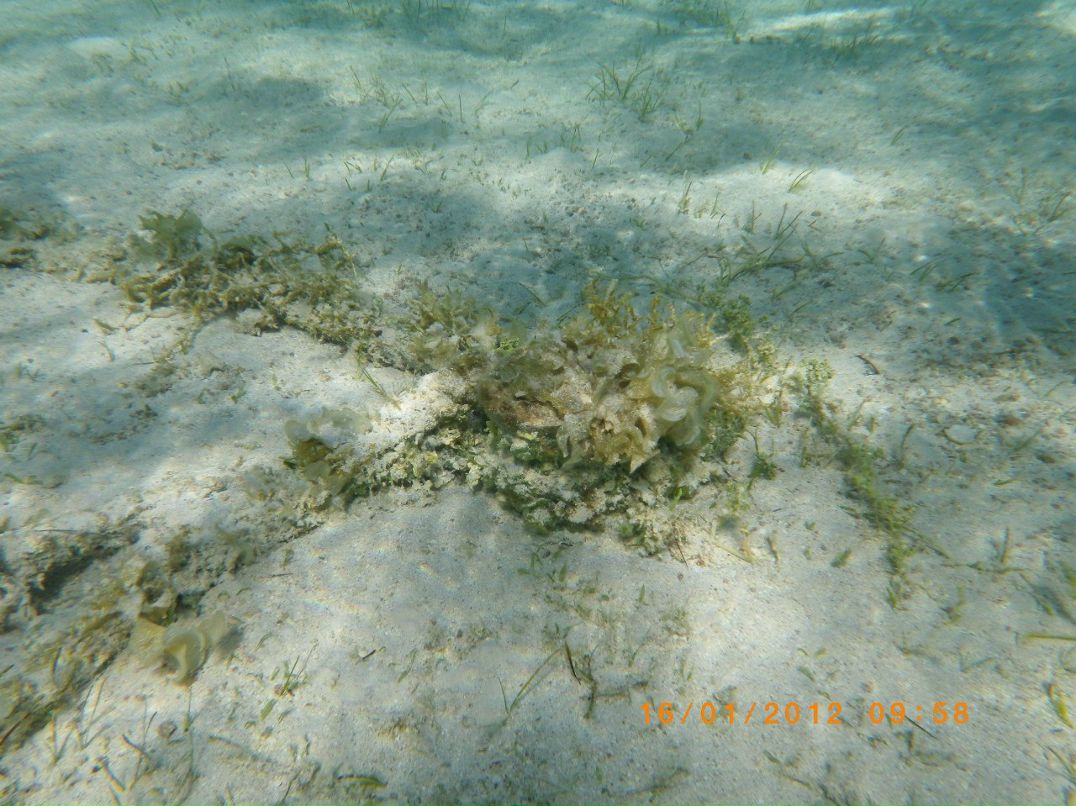 Татьяна медведева-бородкина | Санкт-Петербург