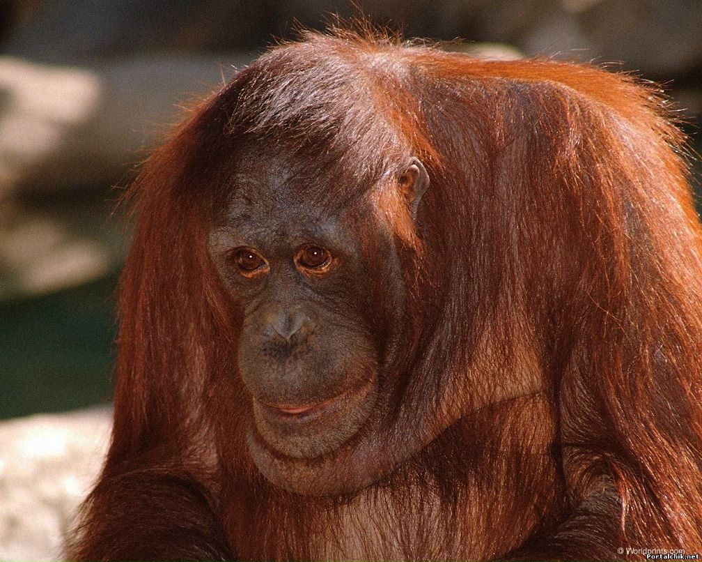 Руслан Семиженов | Одесса