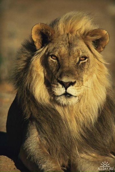 №54, Василий Котляров, Киев №54, Василий Котляров, Киев