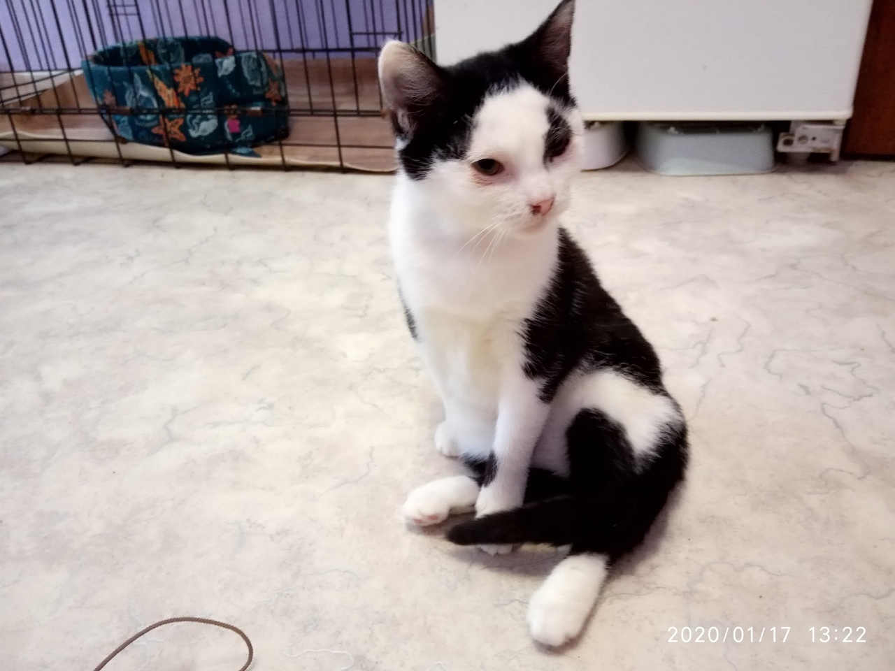 Кошки в нашей жизни. Кошки и все, что с ними связано.