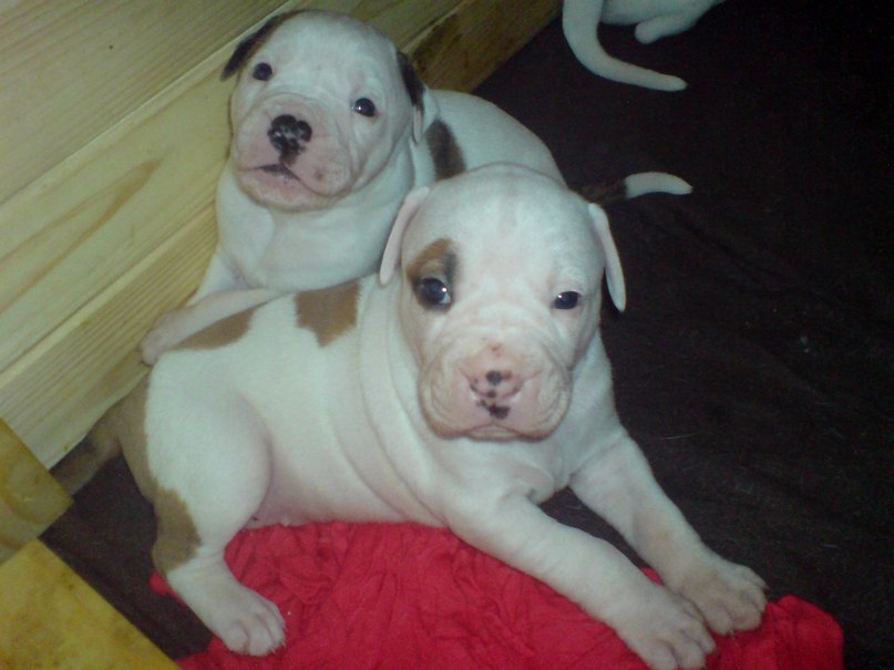 Жека Раджабов | Киев