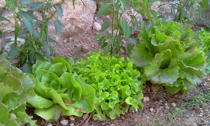 Зиля Мигранова | Cannes