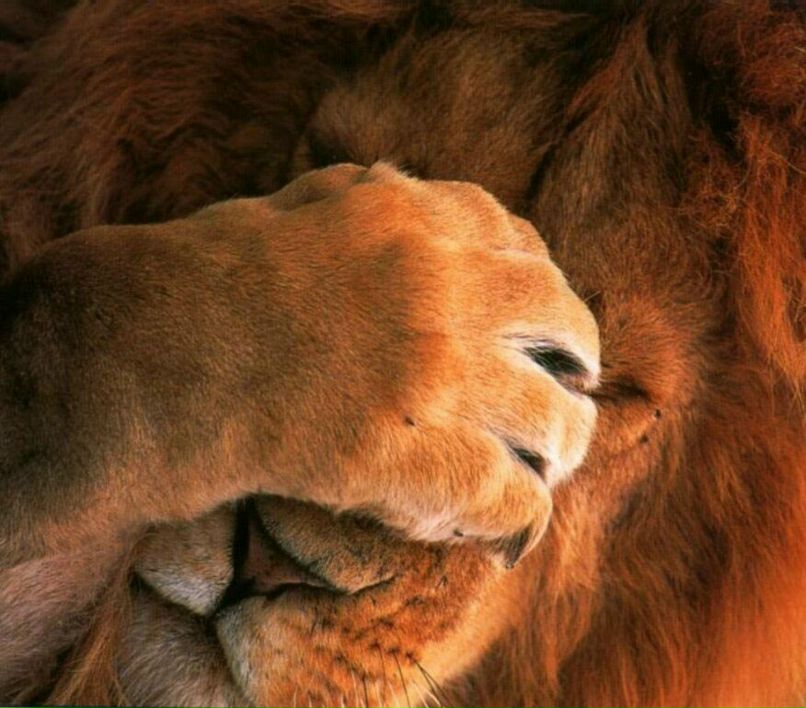 Ніна Ковалевська | Львов