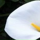 Вера Коновалова Zelen' | 