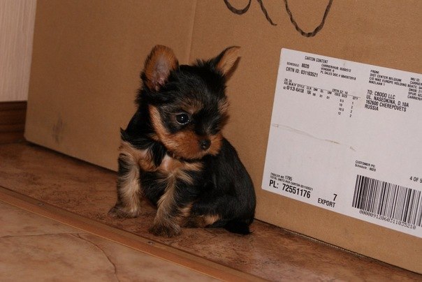 Екатерина Чехова | Череповец