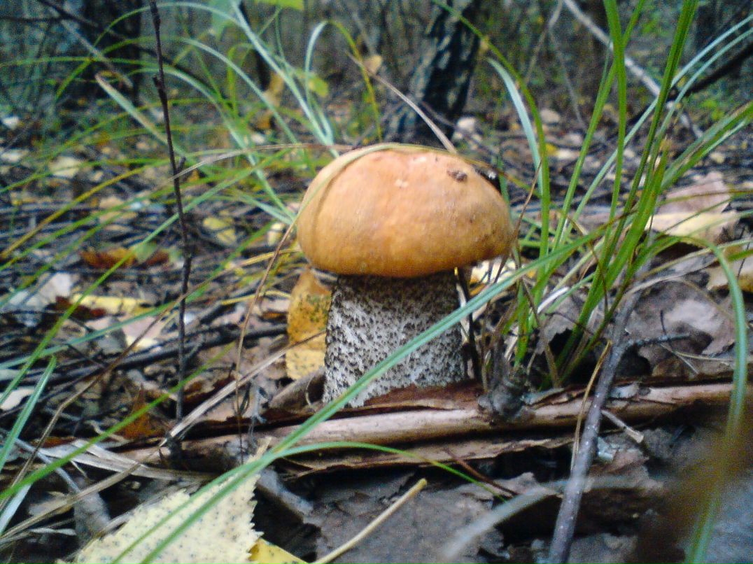 Алексей Бушай | Чернигов