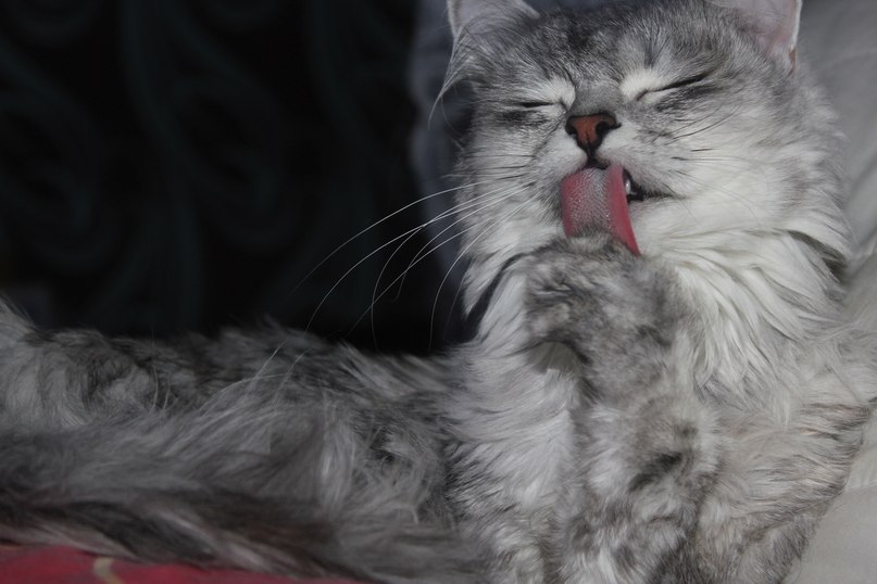 Кира Ховрах | Рязань