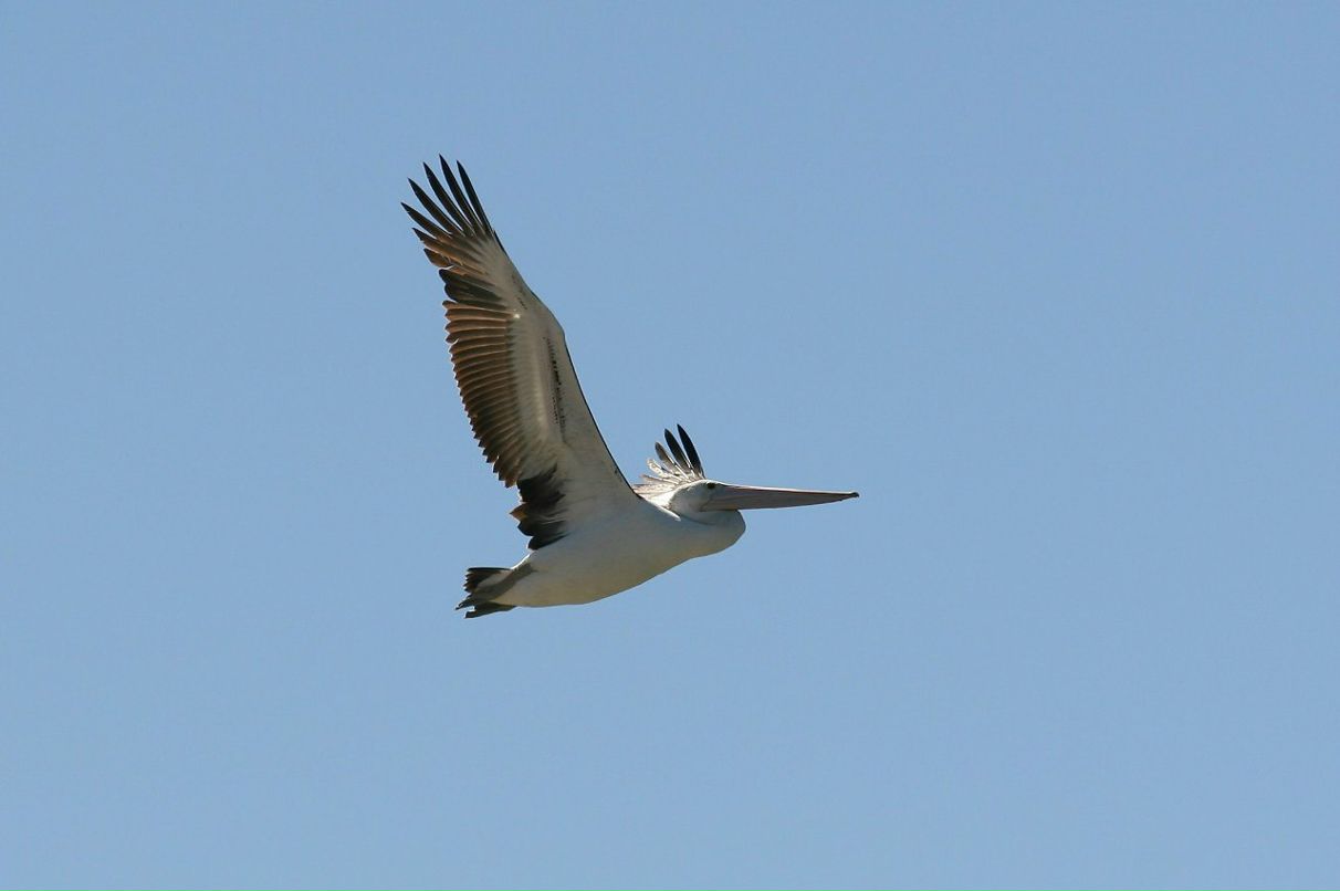 Andrei Maslennikov | 