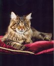 Фотография Степановой Ирины