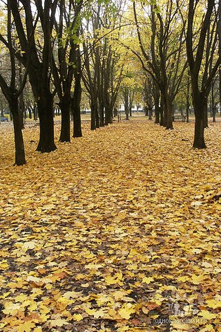 Лилия Геворгян | 