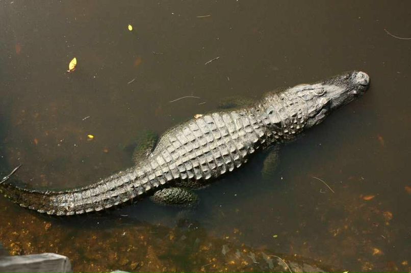 Александр Шарапов | Москва