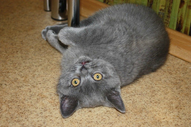 Екатерина Стельмацкая | Киев