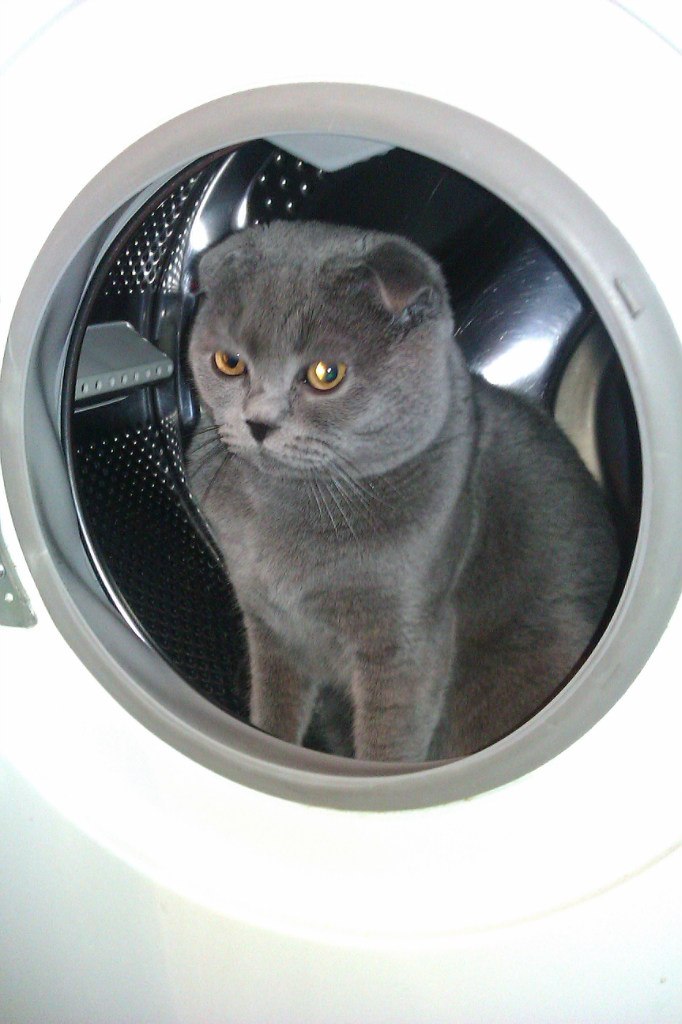 Яна Билоус | Киев