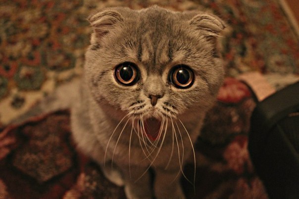 Олександр Стецюк | Хмельницкий