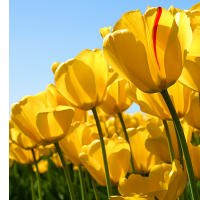 Ивана Иванова | 