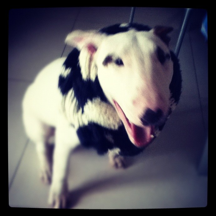 Артем Енот ...[c1rca]✖ | San Donato Milanese