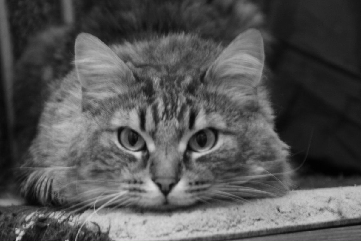 Алексей Майданский | Санкт-Петербург