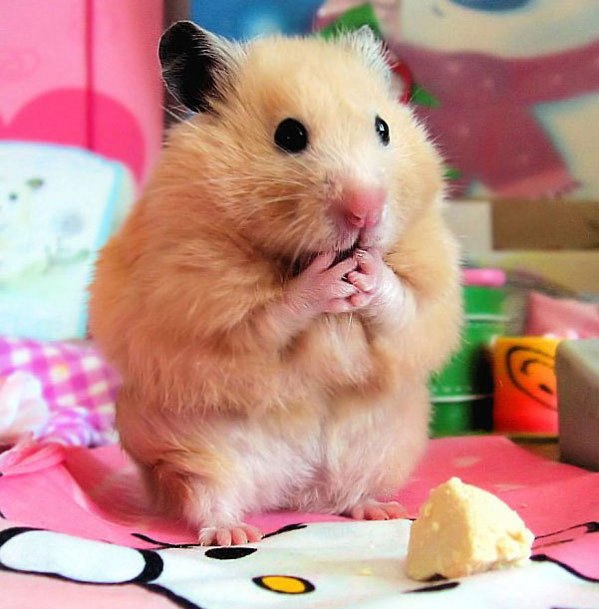 Дима Хомич HOM@ | Минск