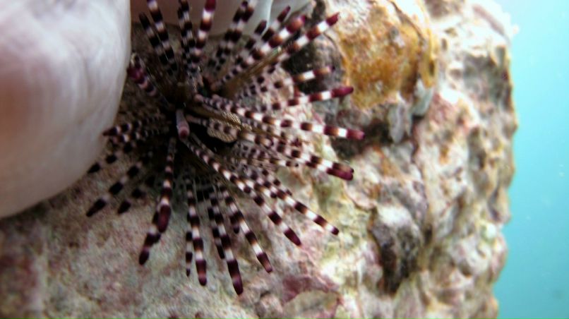 Коля Белый | Санкт-Петербург